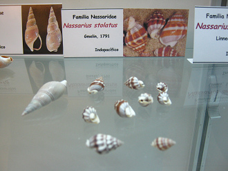 Nassarius stolatus
