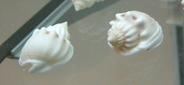 Nassarius arcularius, primer plano