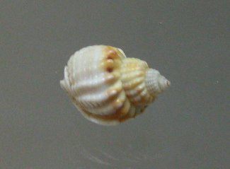 Nassarius arcularius arcularius, primer
                          plano