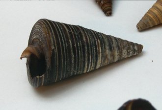 Telescopium telescopium, primer plano 01