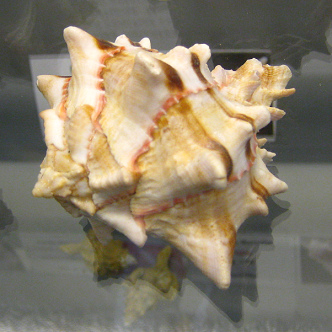 Hexaplex brassica, primer plano 01