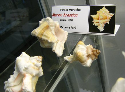 Murex brassica, placa