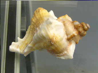 Murex brassica, primer plano