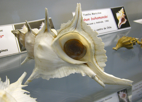 Murex alabaster, primer plano 02