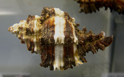 Murex cichoreum, primer plano 01