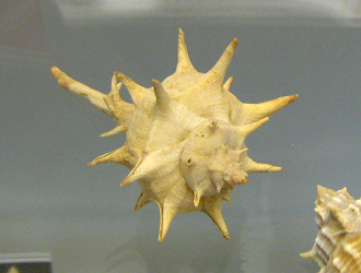 Murex trapa, primer plano 01