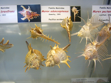 Murex aduncospinosus, vista total