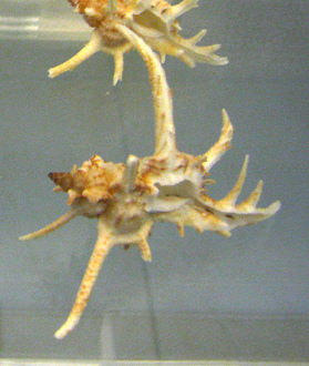 Murex chicoreus axicornis, primer
                                plano 01