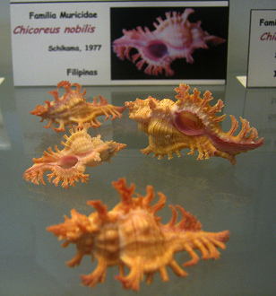 Chicoreus nobilis, vista total