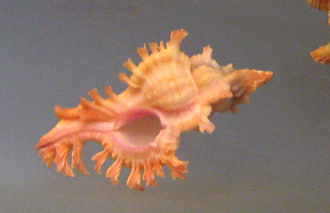 Chicoreus nobilis, primer plano 03