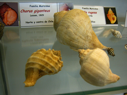 Chorus giganteus