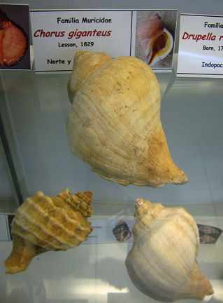 Chorus giganteus, vista total