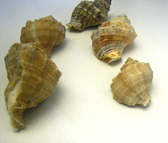 Rapana benzoar, primer plano en
                                grupo