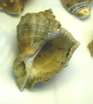 Rapana benzoar, primer plano 03