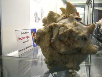 Hexaplex regius, Tafel