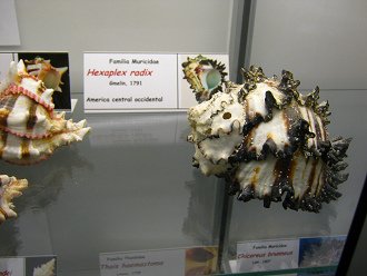 Hexaplex radix 01