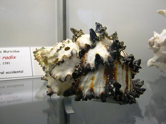 Hexaplex radix 02, primer plano