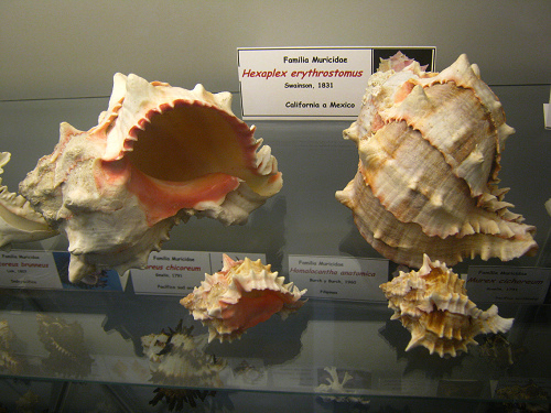 Hexaplex erythrostomus