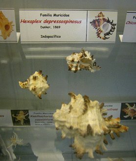 Hexaplex depressospinosus, vista
                                total