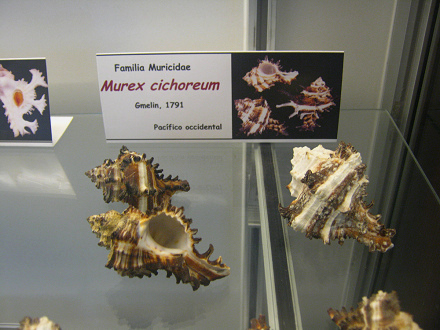 Murex cichoreum