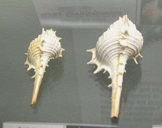 Murex sarratospinosus, primer plano