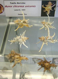 Murex chicoreus axicornis, vista total