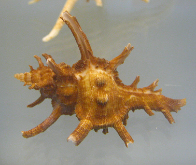 Murex chicoreus axicornis, primer
                                plano 03