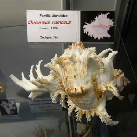 Chicoreus ramosus