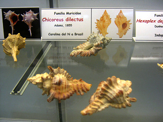 Chicoreus dilectus