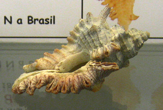 Chicoreus dilectus, primer plano
                                01