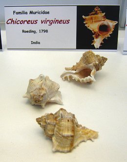 Chicoreus virgineus