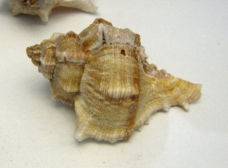 Chicoreus virgineus, primer plano 01