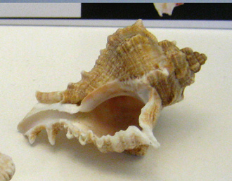 Chicoreus virgineus, primer plano 02