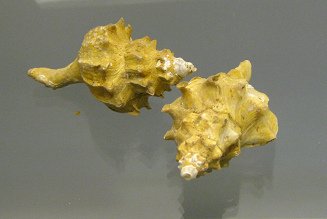 Trophon bahamondei, primer plano