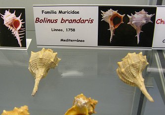 Bolinus brandaris, Tafel