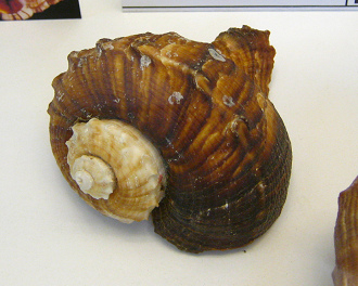 Rapana rapiformis, primer plano