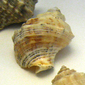 Rapana benzoar, primer plano 02