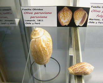 Oliva
                            peruviana