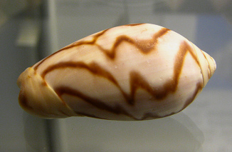 Oliva peruviana fulgurata, primer plano