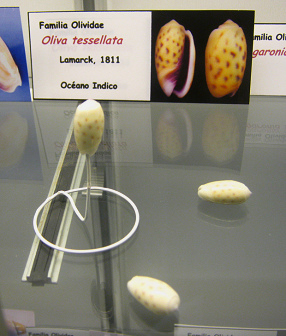 Oliva
                          tesselata