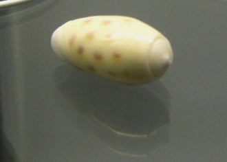 Oliva tesselata, primer plano