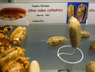 Oliva vidua cylindrica