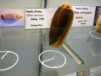 Oliva
                          sericea