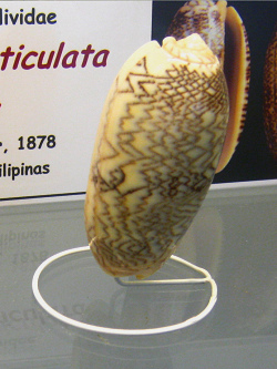 Oliva reticulata zebra, primer
                                  plano 01