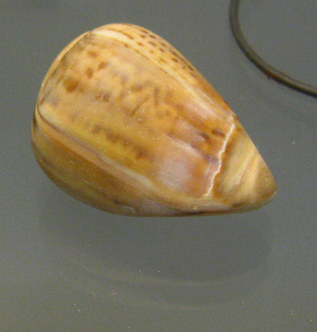 Olivancillaria urceus, primer plano