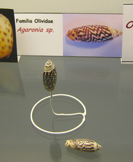 Agaronia
                          sp