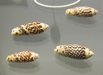 Agaronia sp, primer plano 01, grupo