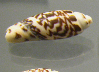 Agaronia sp, primer plano 03