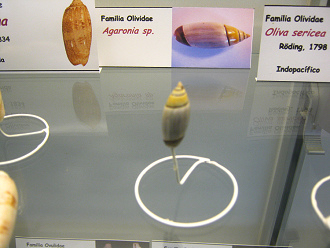 Agaronia
                          sp