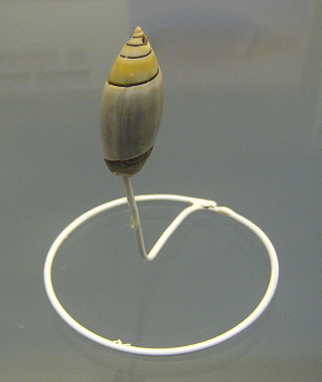 Agaronia sp, primer plano